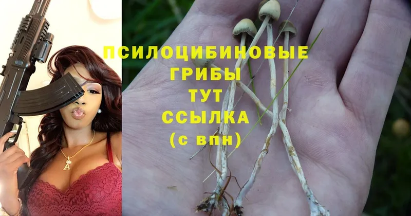 Псилоцибиновые грибы Cubensis  Ладушкин 